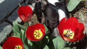 tulips and puppies