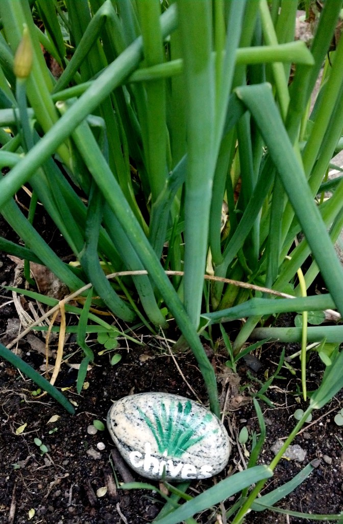 chives - the c is crucial