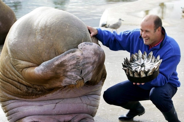 walrus birthday surprise