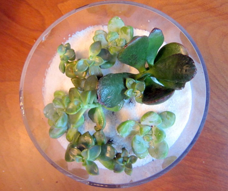 The Final Succulent Garden